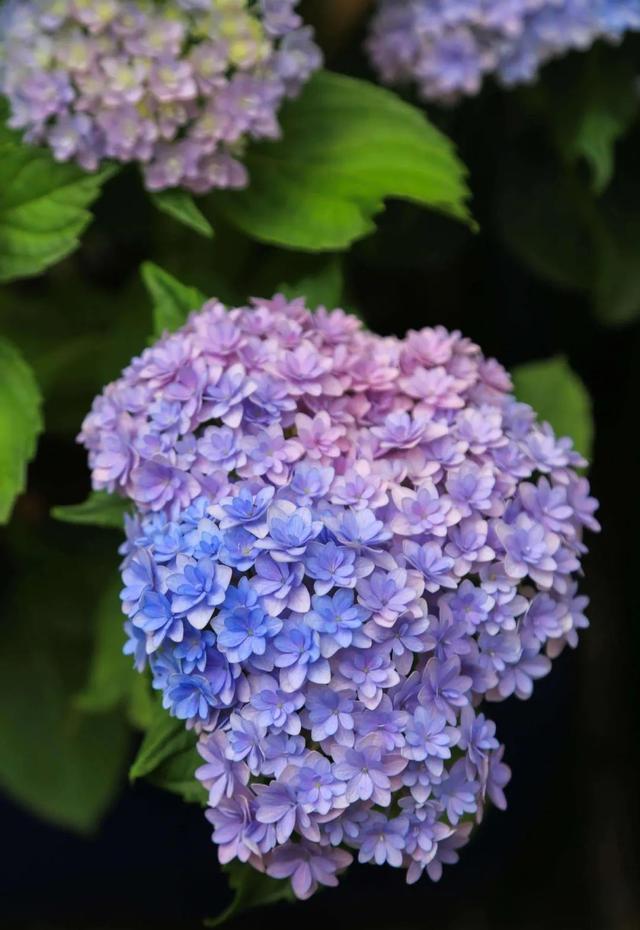 无尽夏，凭实力挤爆阳台的绣球花，施点技法让它的花色妖起来！