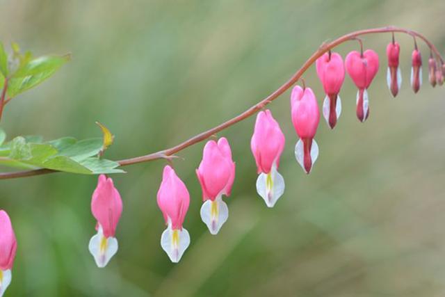 超耐寒超耐阴，做花境植物的绝佳选择