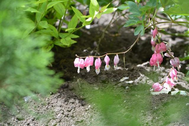 超耐寒超耐阴，做花境植物的绝佳选择