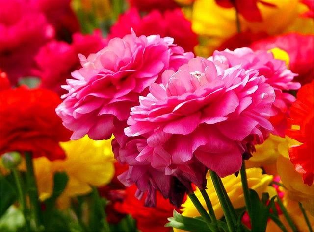 这种花比荷花美，比牡丹艳，上盆做好5件事，开花又大又多