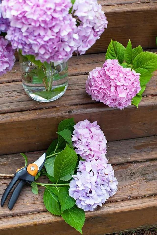 无尽夏，凭实力挤爆阳台的绣球花，施点技法让它的花色妖起来！