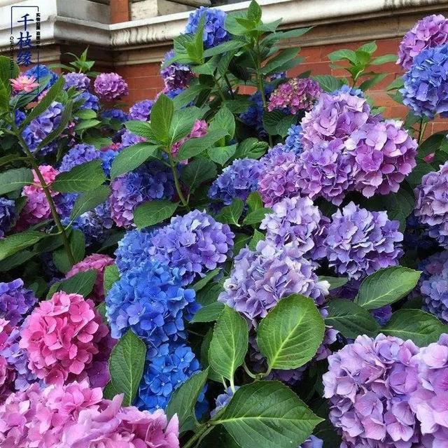 无尽夏，凭实力挤爆阳台的绣球花，施点技法让它的花色妖起来！