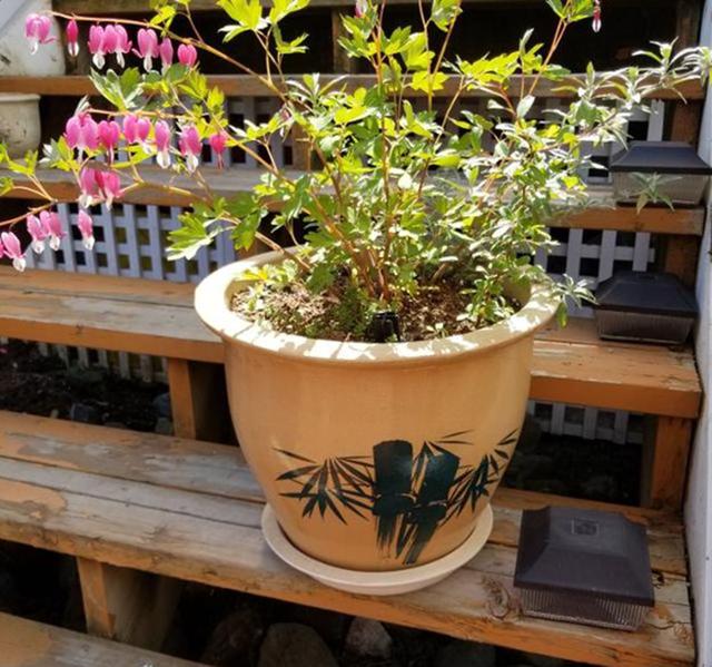 超耐寒超耐阴，做花境植物的绝佳选择