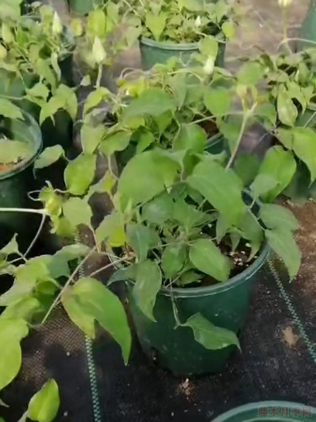 花园三宝中，月季和铁线莲是黄金搭档，怎么配都美！