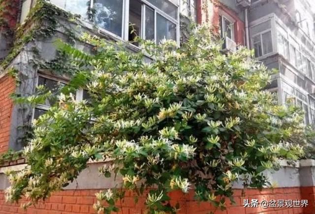 超美爬藤植物！终于齐啦~
