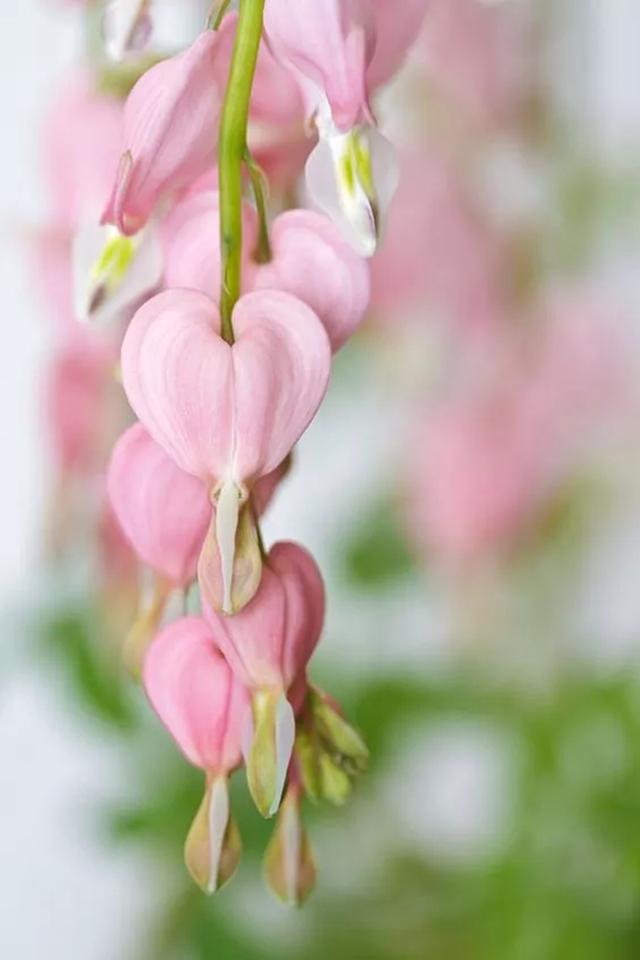 超耐寒超耐阴，做花境植物的绝佳选择