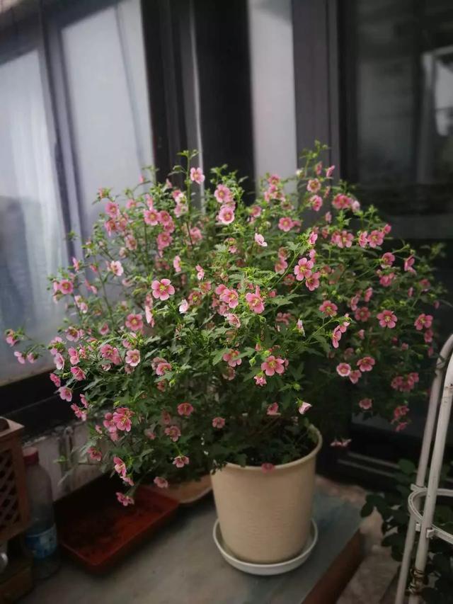 小木槿是这样爆盆的：教你3个小妙招，养出花团锦簇般的小木槿