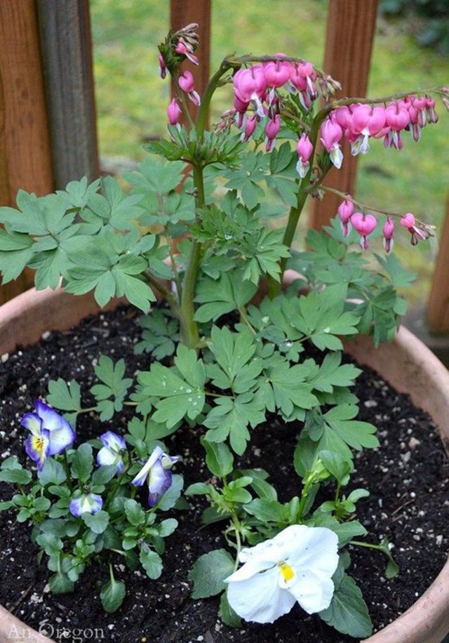 超耐寒超耐阴，做花境植物的绝佳选择
