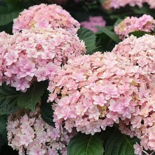 无尽夏，凭实力挤爆阳台的绣球花，施点技法让它的花色妖起来！