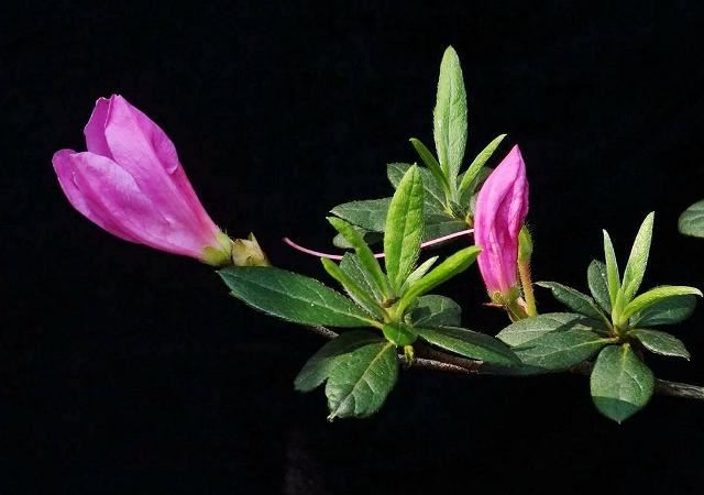 杜鹃花要如何种植？怎样才能养得花香袭人？不妨看一看！