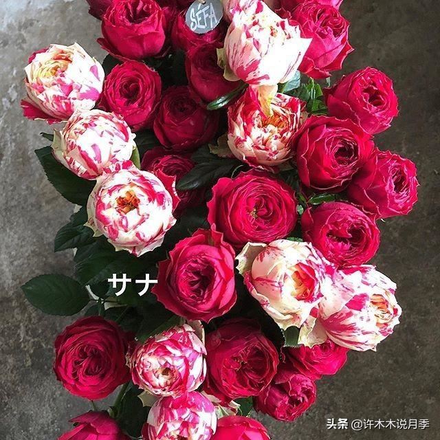 月季修剪不当开花少开花小？详细图文教程送你，马上剪还不晚