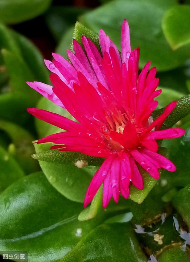 牡丹吊兰插枝后出现叶片暗淡？做好这7点，叶绿花艳并不难