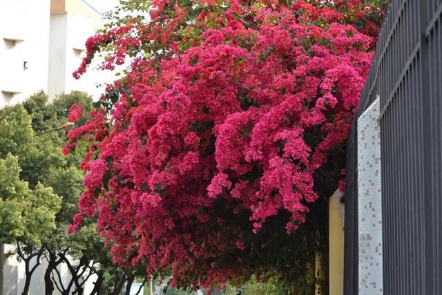 3种爬藤花是“开花大王”，家里养几盆，半年成花墙