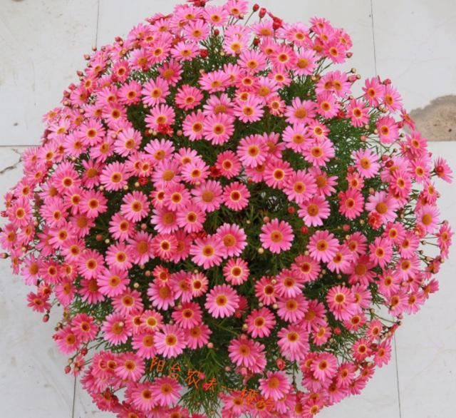 5种花现在就要勤施肥，每隔10天灌点它，花苞咕噜咕噜冒出来