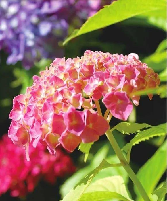 无尽夏，凭实力挤爆阳台的绣球花，施点技法让它的花色妖起来！