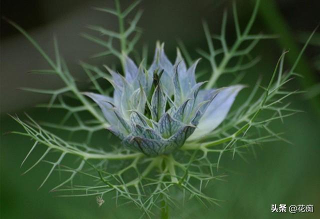 如有院落，就不要错过黑种草，比铁线莲美，特别好养