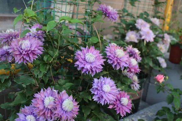 3种爬藤花是“开花大王”，家里养几盆，半年成花墙