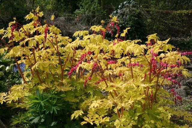 超耐寒超耐阴，做花境植物的绝佳选择