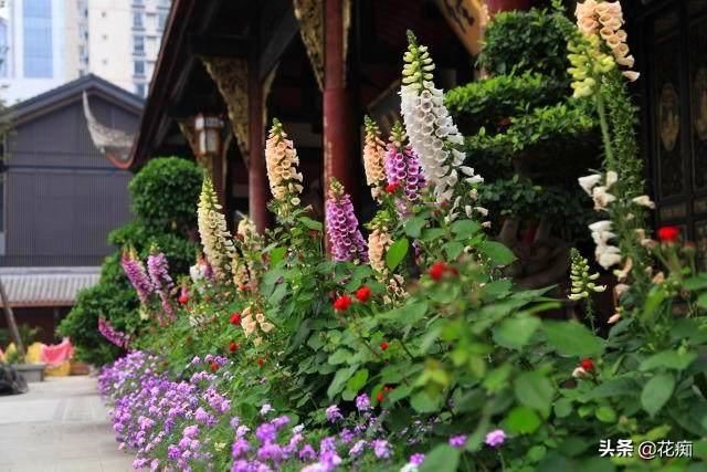 超美毛地黄，1米多高的花箭开满花，种一次年年花开不断