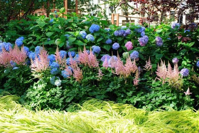 花园的边角落不要浪费，最适合种植落新妇，给你不一样的惊喜