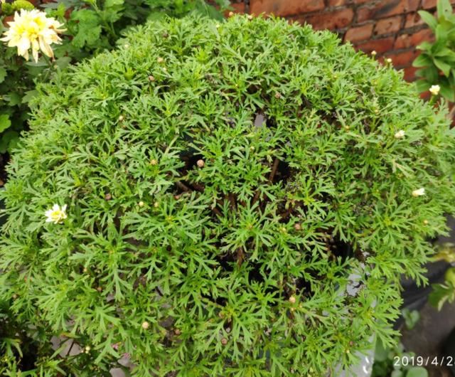 5种花现在就要勤施肥，每隔10天灌点它，花苞咕噜咕噜冒出来
