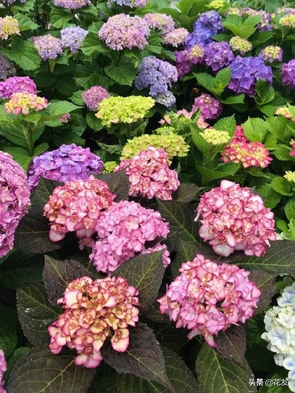 绣球花栽培六要点，大水大肥花色艳，丰满紧凑需修剪