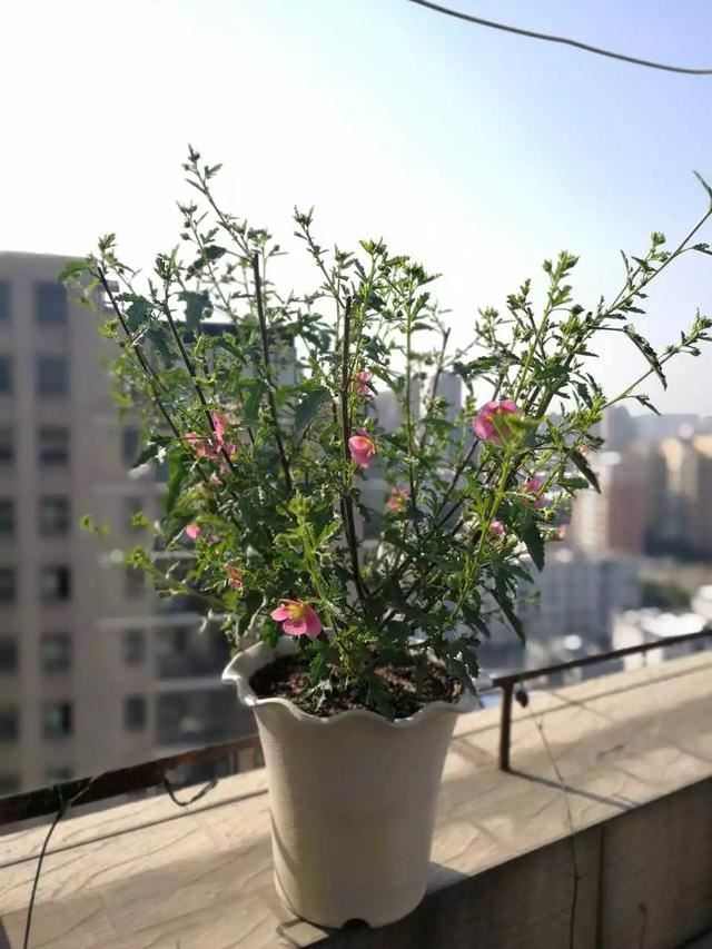 小木槿是这样爆盆的：教你3个小妙招，养出花团锦簇般的小木槿