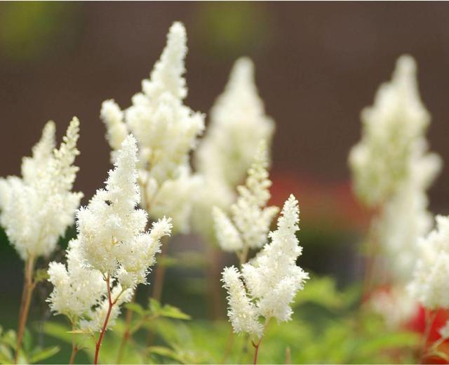花园的边角落不要浪费，最适合种植落新妇，给你不一样的惊喜