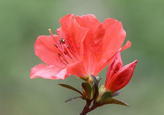 杜鹃花要如何种植？怎样才能养得花香袭人？不妨看一看！