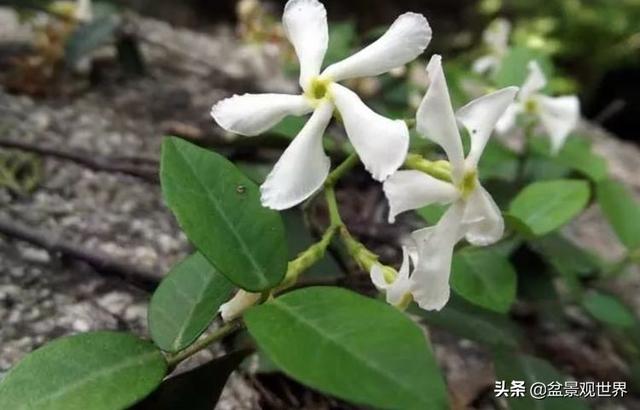 超美爬藤植物！终于齐啦~