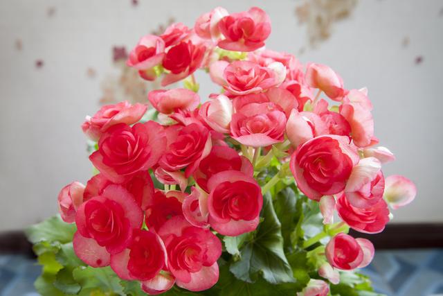 盆栽秋海棠出现难开花，学好播种繁殖技巧，使其多年开花也不难