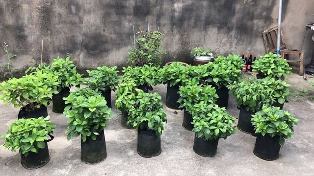 春天促进绣球开花，这“3件事”别做晚了，否则长得像绿萝