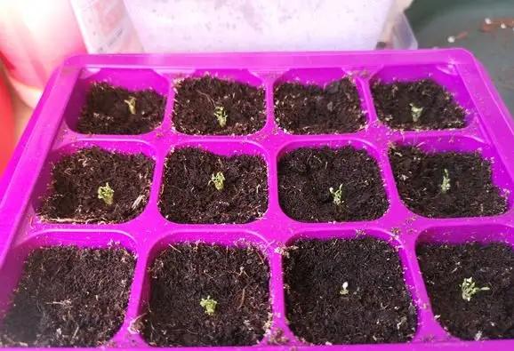 学会满天星播种繁殖，买一盆以后就不用再买了，养花乐趣就是这样