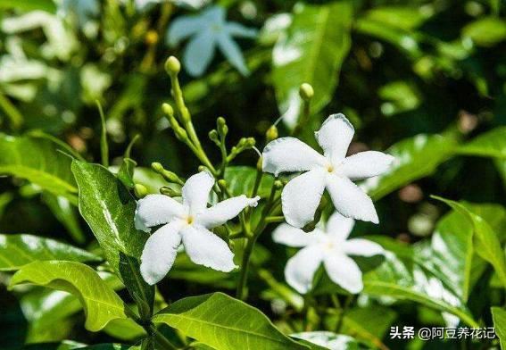 他花了3年，只养1种花，便打造出庭院花海，特漂亮！