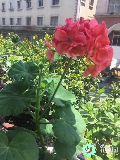 老婆嫌弃我养不好天竺葵，花店老板告诉我这几招现在小天长势喜人