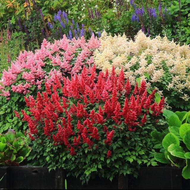 花园的边角落不要浪费，最适合种植落新妇，给你不一样的惊喜