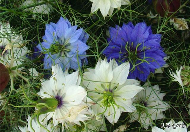 如有院落，就不要错过黑种草，比铁线莲美，特别好养