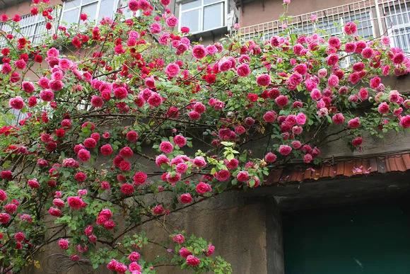 3种爬藤花是“开花大王”，家里养几盆，半年成花墙