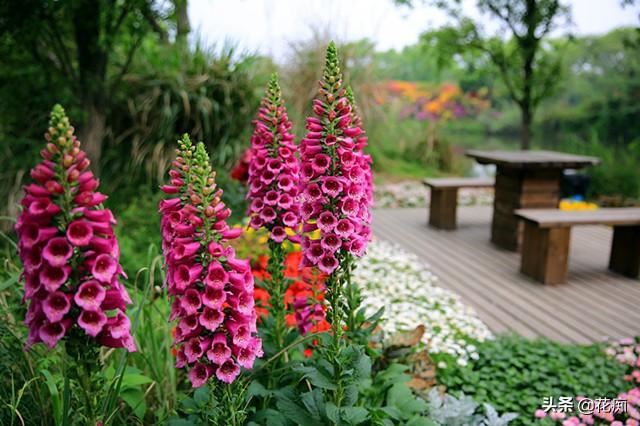 超美毛地黄，1米多高的花箭开满花，种一次年年花开不断