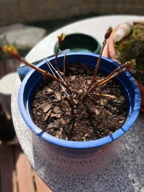 无尽夏，凭实力挤爆阳台的绣球花，施点技法让它的花色妖起来！