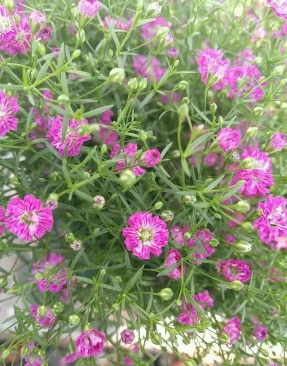 学会满天星播种繁殖，买一盆以后就不用再买了，养花乐趣就是这样