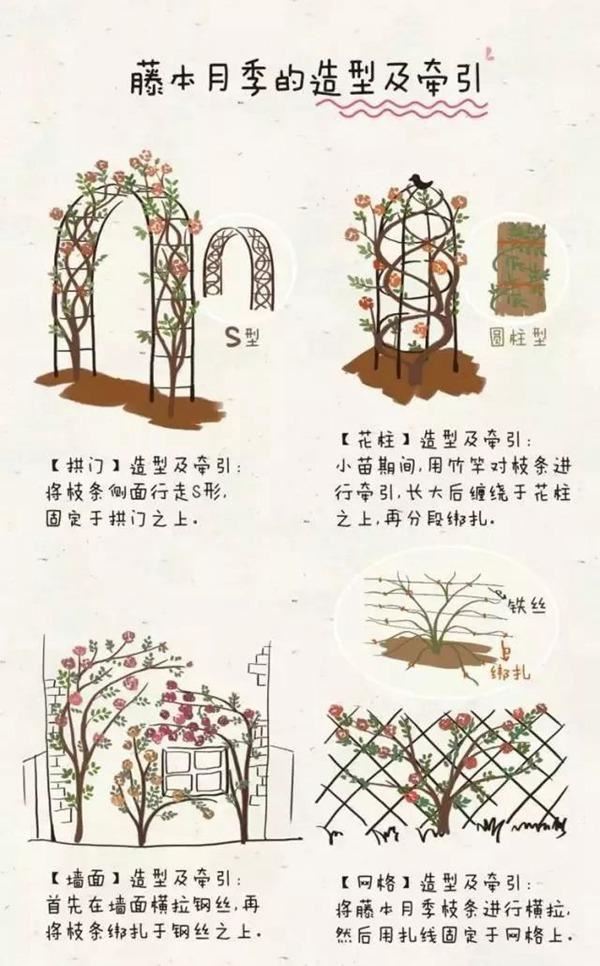 让龙沙宝石开爆的小诀窍在这里，赶紧看看，今年的开花都指望它啦