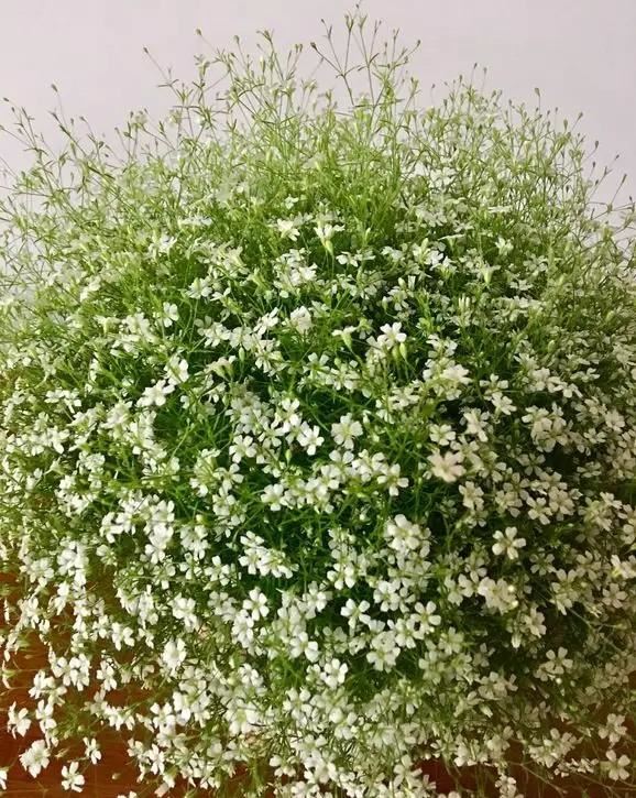 学会满天星播种繁殖，买一盆以后就不用再买了，养花乐趣就是这样