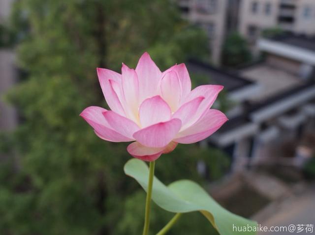 5种花现在就要勤施肥，每隔10天灌点它，花苞咕噜咕噜冒出来