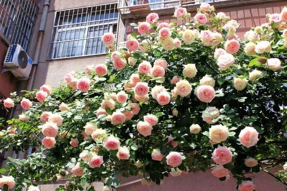 3种爬藤花是“开花大王”，家里养几盆，半年成花墙
