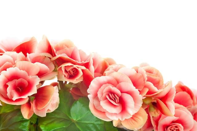 盆栽秋海棠出现难开花，学好播种繁殖技巧，使其多年开花也不难