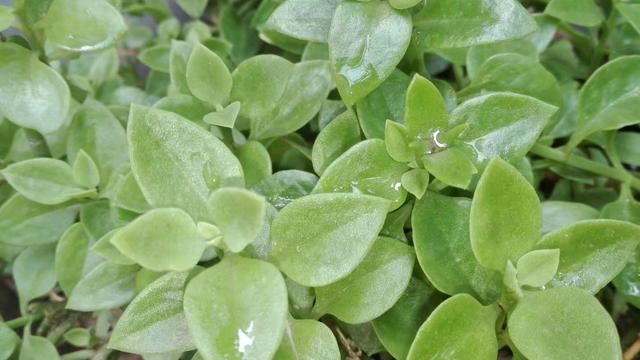 牡丹吊兰插枝后出现叶片暗淡？做好这7点，叶绿花艳并不难