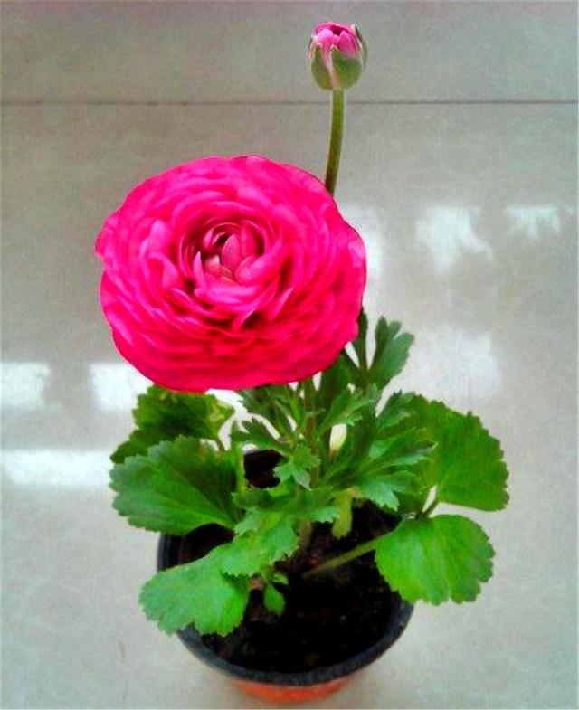 这种花比荷花美，比牡丹艳，上盆做好5件事，开花又大又多