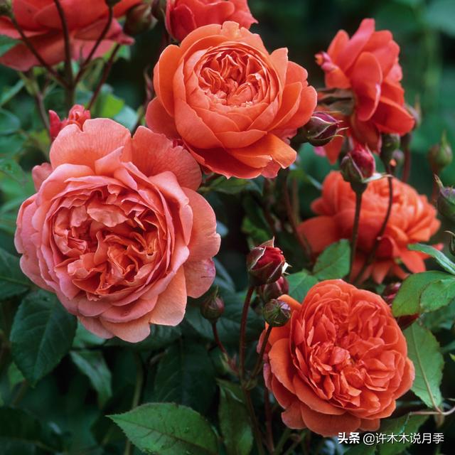 月季修剪不当开花少开花小？详细图文教程送你，马上剪还不晚