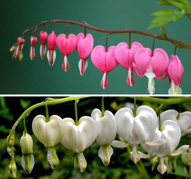 超耐寒超耐阴，做花境植物的绝佳选择